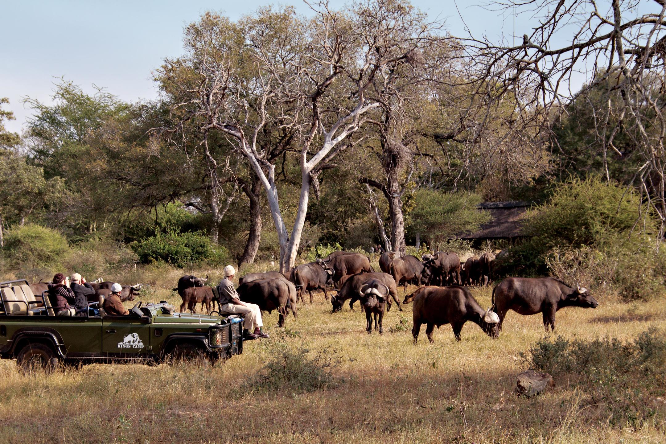 Kings Camp safari view